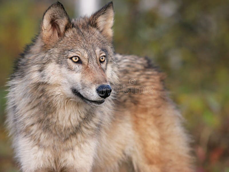 Head and shoulders, close up image of a Gray wolf, or timber wolf in an autumn setting. Head and shoulders, close up image of a Gray wolf, or timber wolf in an autumn setting.