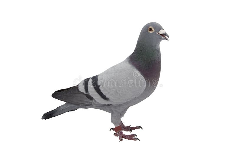 Grey sport pigeon isolated on white background. Grey sport pigeon isolated on white background