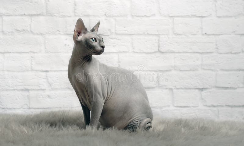 Серый кот sphynx сидит на одеяле меха и смотрит косым стоковые изображения Серый кот sphynx сидит на одеяле меха и смотрит косым стоковые изображения