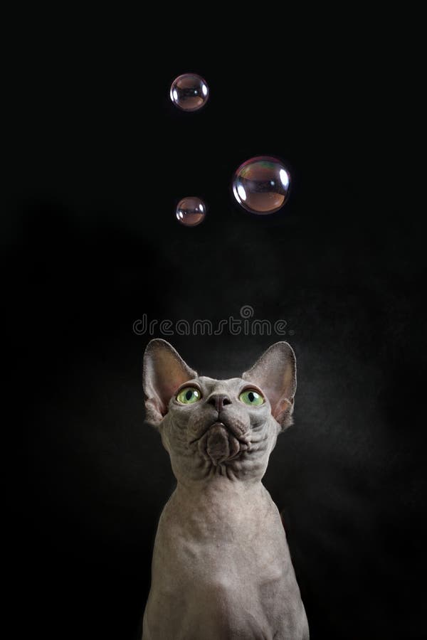 Серый кот sphynx смотрит до некоторые пузыри мыла стоковые фото Серый кот sphynx смотрит до некоторые пузыри мыла стоковые фото