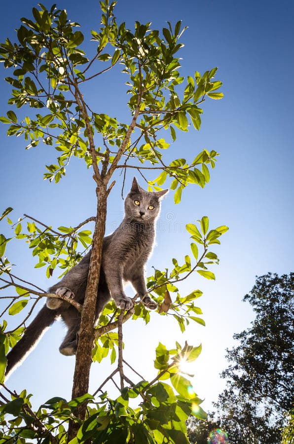 Серый кот вверх в малом дереве, стоя свирепый
