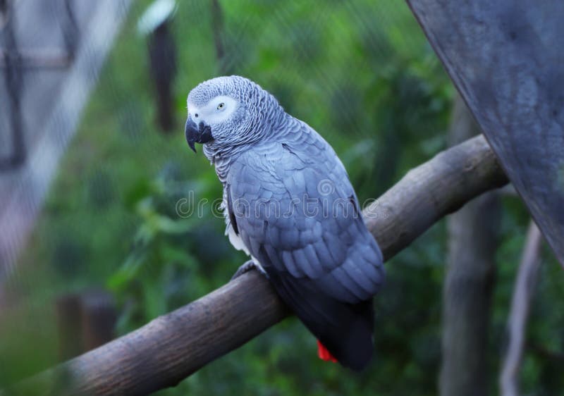 Серый попугай, erithacus psittacus, сидя на ветви лиственного дерева Серый попугай смотря на камере в высоких ветвях стоковое фото rf Серый попугай, erithacus psittacus, сидя на ветви лиственного дерева Серый попугай смотря на камере в высоких ветвях стоковое фото rf