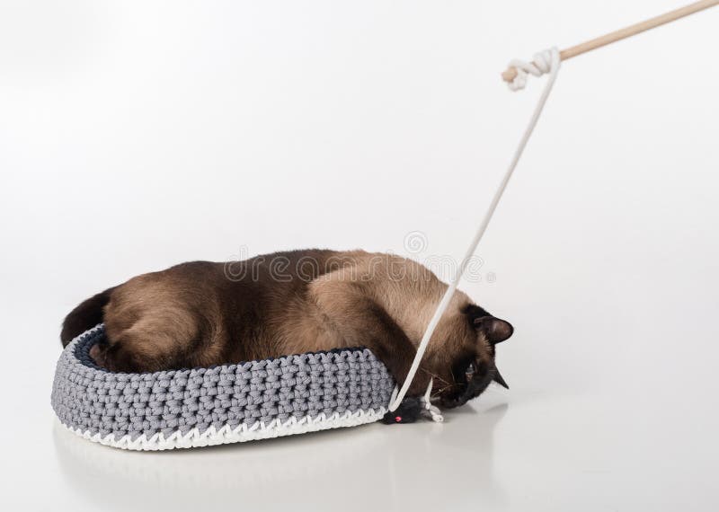 Сиамский кот лежа в handmade корзине и играя с веревочкой Белая предпосылка стоковые изображения