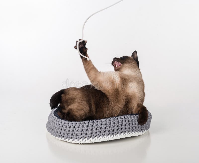 Сиамский кот лежа в handmade корзине и играя с веревочкой Белая предпосылка стоковое изображение