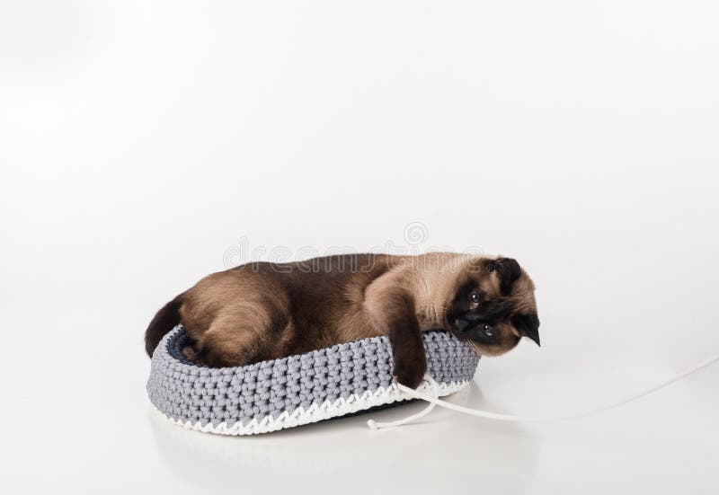 Сиамский кот лежа в handmade корзине и играя с веревочкой Белая предпосылка стоковая фотография rf