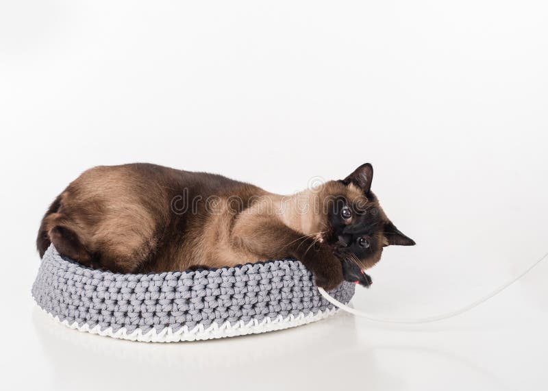 Сиамский кот лежа в handmade корзине и играя с веревочкой Белая предпосылка стоковые изображения