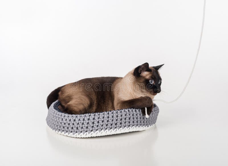 Сиамский кот лежа в handmade корзине и играя с веревочкой Белая предпосылка стоковое фото rf