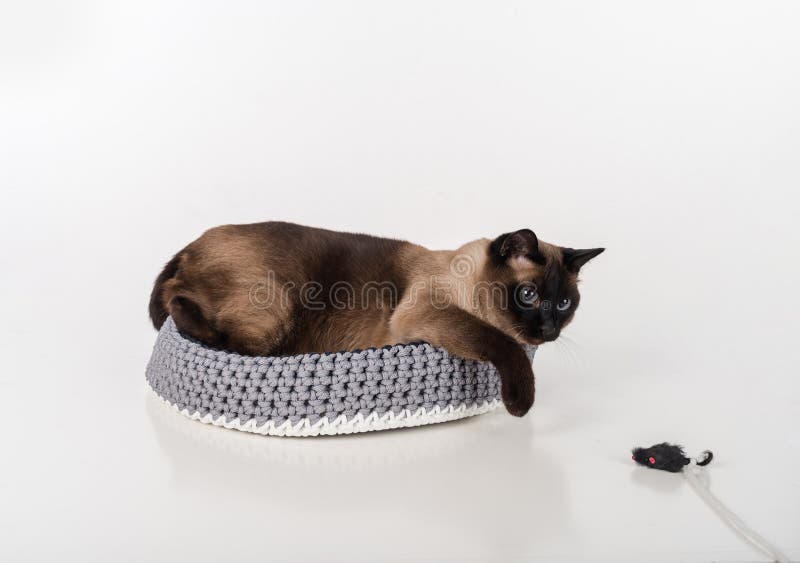 Сиамский кот лежа в handmade корзине и играя с веревочкой и мышью Белая предпосылка стоковые фотографии rf