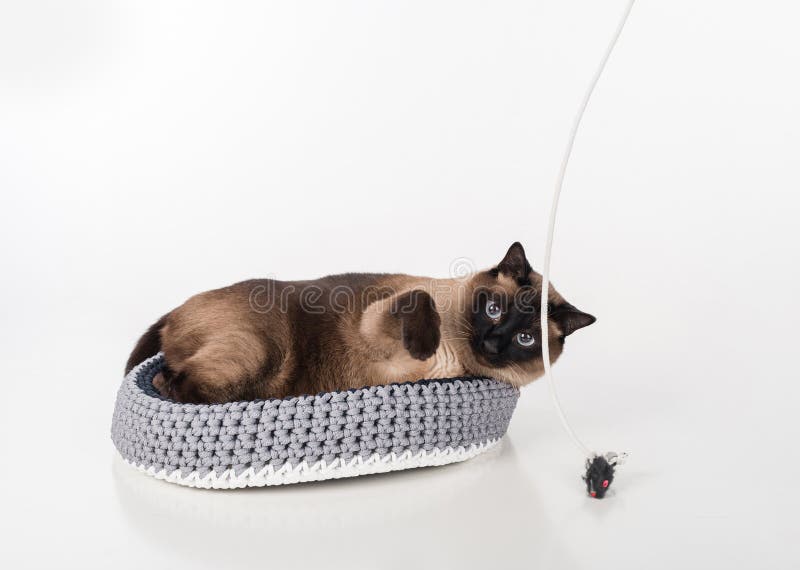 Сиамский кот лежа в handmade корзине и играя с веревочкой и мышью Белая предпосылка стоковая фотография