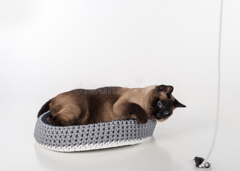 Сиамский кот лежа в handmade корзине и играя с веревочкой и мышью Белая предпосылка стоковое фото rf