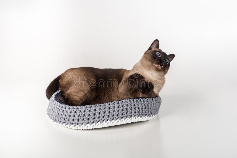 Сиамский кот лежа в handmade корзине и смотря вверх Белая предпосылка стоковое изображение