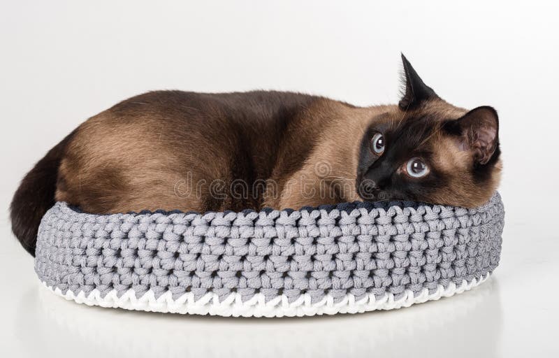 Сиамский кот лежа в handmade корзине Смотреть вниз Белая предпосылка стоковое изображение rf