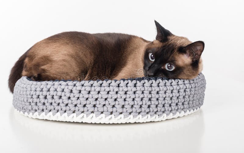 Сиамский кот лежа в handmade корзине Смотреть вниз Белая предпосылка стоковое изображение rf