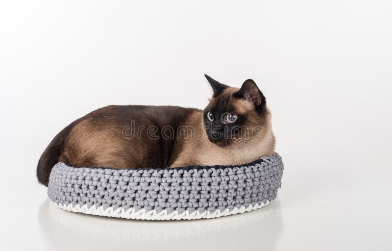 Сиамский кот лежа в handmade корзине Смотреть налево Белая предпосылка стоковая фотография rf