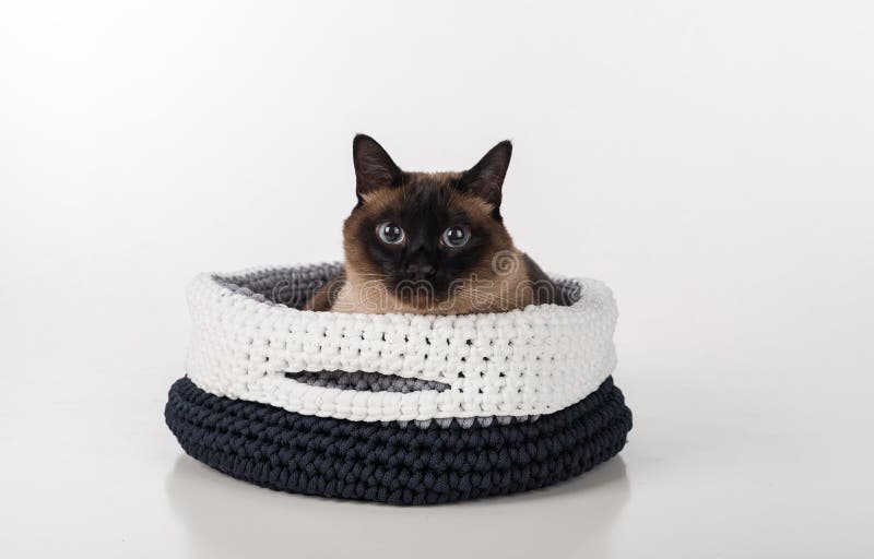 Сиамский кот лежа в handmade корзине смотреть прямо Белая предпосылка стоковое изображение rf
