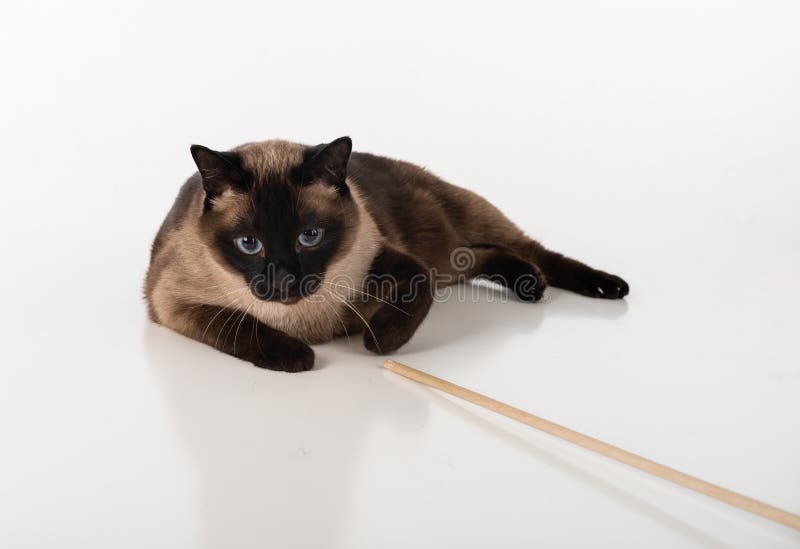 Сиамский кот лежа на белом столе и играя с деревянной ручкой Белая предпосылка стоковая фотография rf