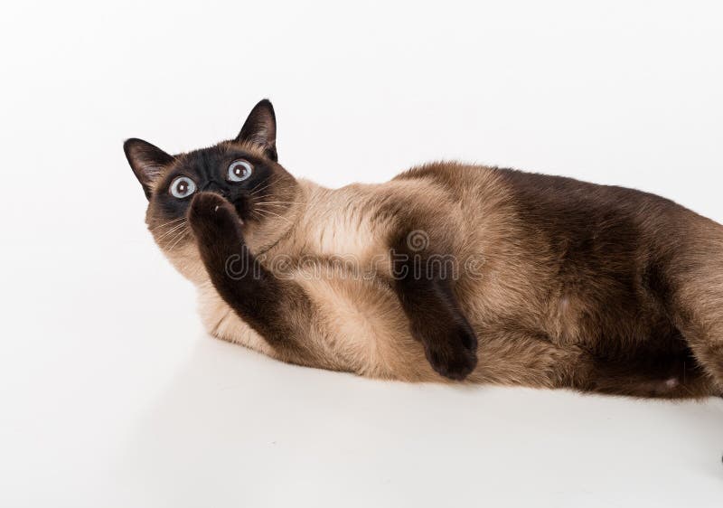 Сиамский кот лежа на белом столе и лижа ногу Белая предпосылка стоковая фотография