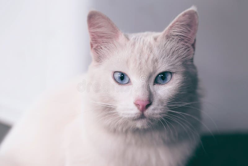 Gato siberiano blanco