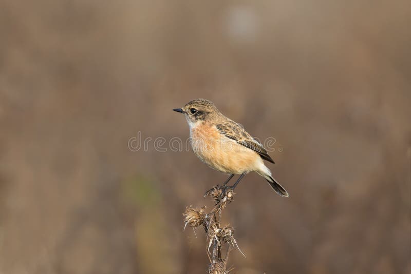 Сибиряк Stonechat стоковое изображение Сибиряк Stonechat стоковое изображение