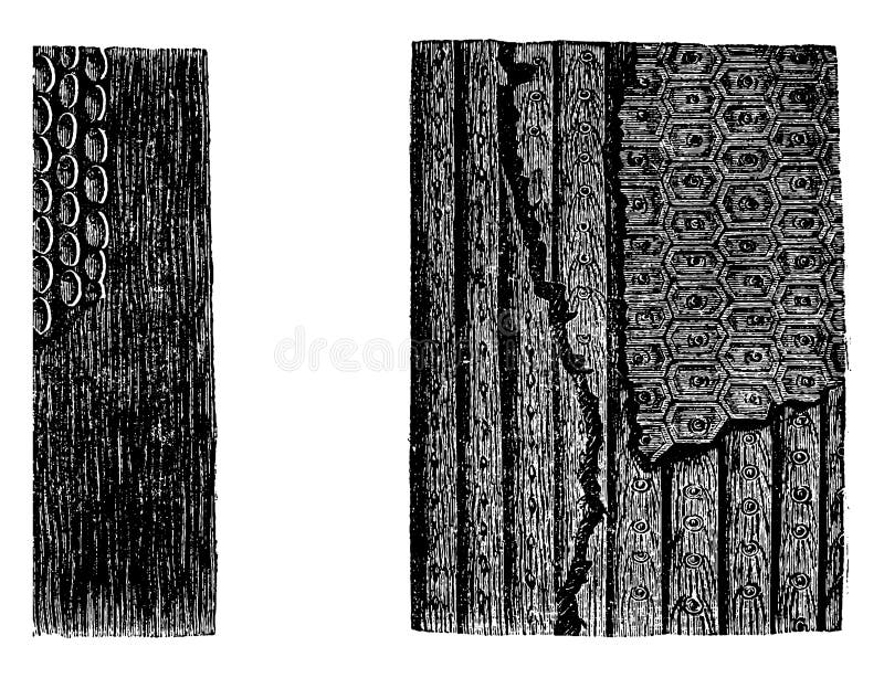 Сигиллярия лает ископаемый образец стоковая фотография Сигиллярия лает ископаемый образец стоковая фотография