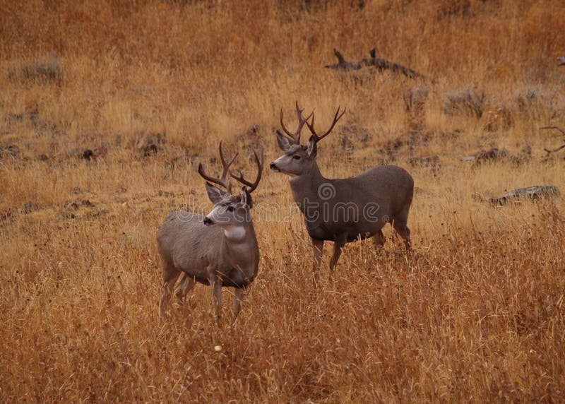 This image of the two mule deer bucks standing and alert to activity was taken in Yellowstone National Park, Wyoming. This image of the two mule deer bucks standing and alert to activity was taken in Yellowstone National Park, Wyoming.