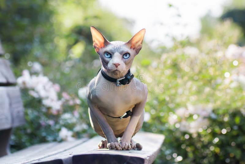 Сидя кот sphynx, белые розы на предпосылке стоковое изображение rf Сидя кот sphynx, белые розы на предпосылке стоковое изображение rf