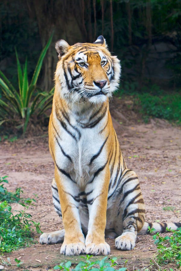 A Bengal tiger is sitting on the ground. A Bengal tiger is sitting on the ground.