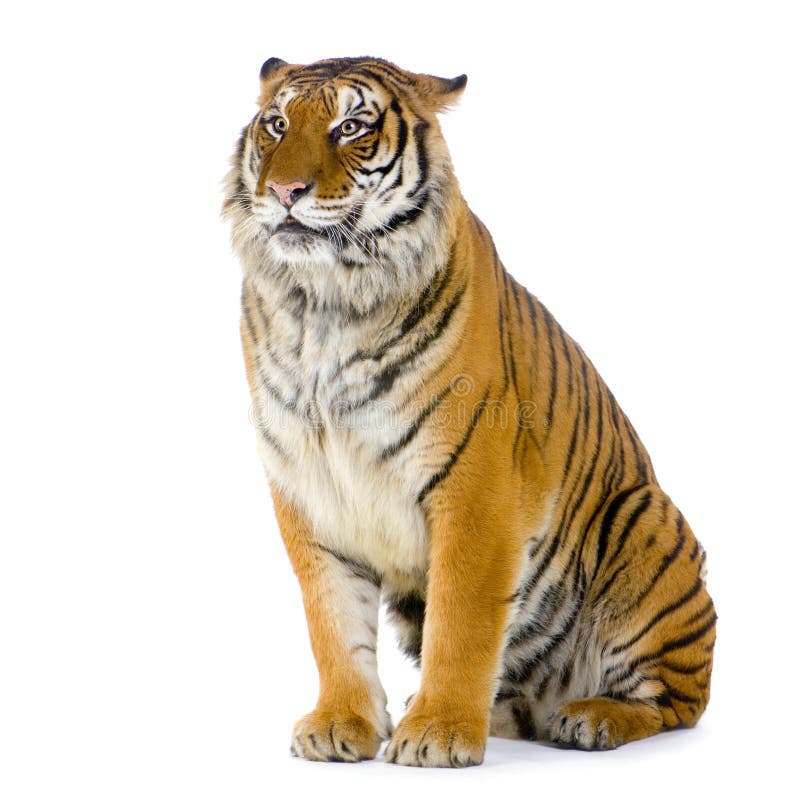 Tiger sitting in front of a white background. All my pictures are taken in a photo studio. Tiger sitting in front of a white background. All my pictures are taken in a photo studio