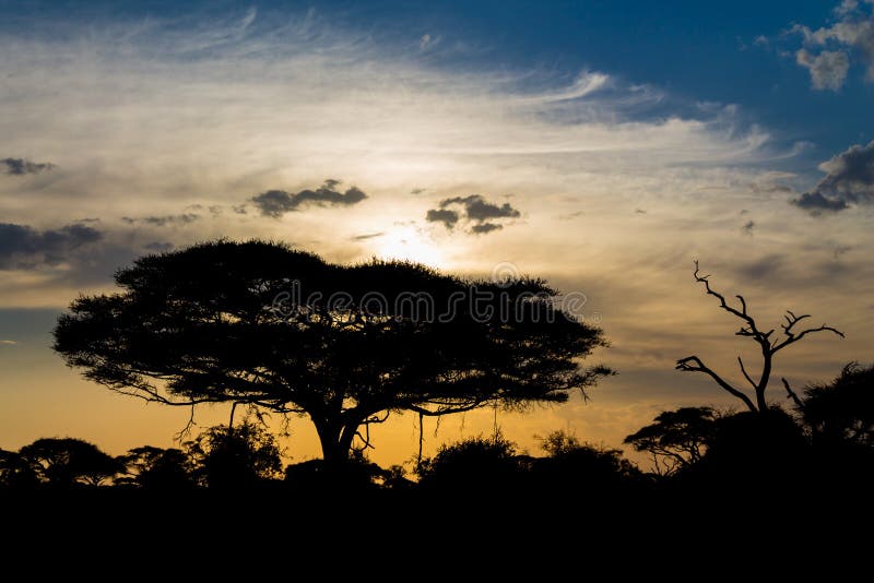 Sunset silhouette of african acacia trees in savanna bush. Wild safari scenic landscapes of Africa. Sunset silhouette of african acacia trees in savanna bush. Wild safari scenic landscapes of Africa