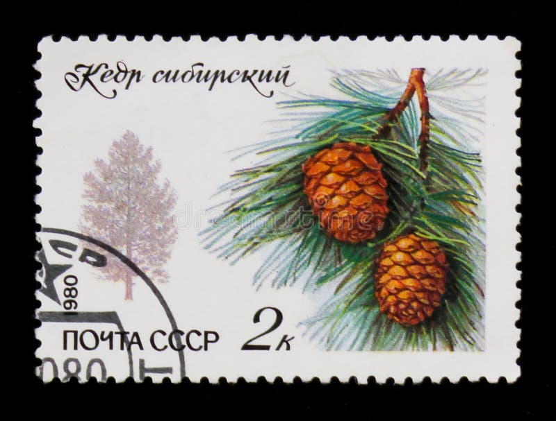Силуэт сибирской сосны и ветви с иглами и конусом, около 1980 стоковые изображения Силуэт сибирской сосны и ветви с иглами и конусом, около 1980 стоковые изображения