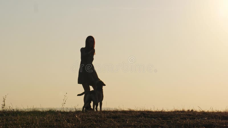 Силуэты прелестной женщины тренируя собаку и кормить ее на природе