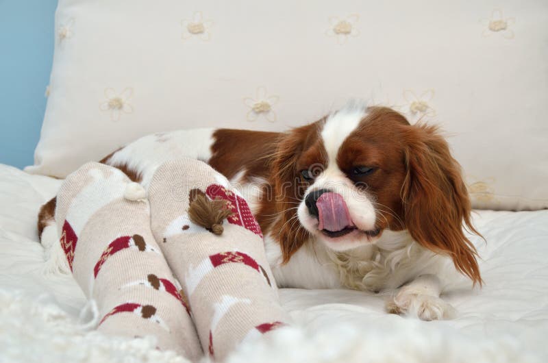 Симпатичная кавалерийская конфета spaniel короля Чарльза как раз съеденная стоковая фотография rf Симпатичная кавалерийская конфета spaniel короля Чарльза как раз съеденная стоковая фотография rf