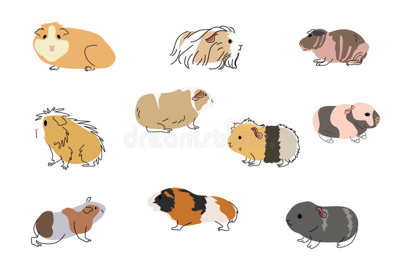 симпатичные иконы guinea pet векторная иллюстрация иллюстрация вектора