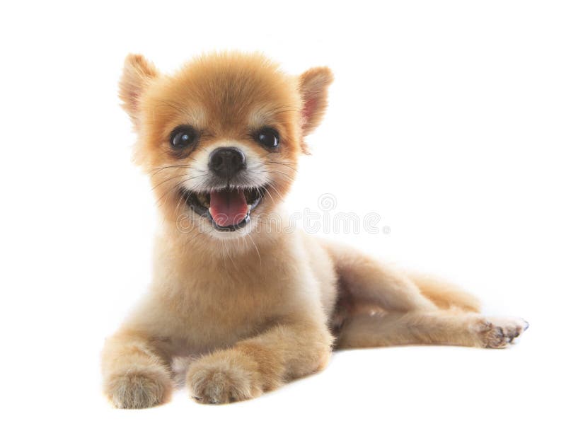 Симпатичный действовать pomeranian собаки щенка изолировал белую предпосылку стоковая фотография rf Симпатичный действовать pomeranian собаки щенка изолировал белую предпосылку стоковая фотография rf