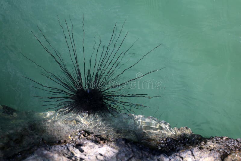 Сине-запятнанный мальчишка моря на коралловом рифе под морем стоковые фото Сине-запятнанный мальчишка моря на коралловом рифе под морем стоковые фото