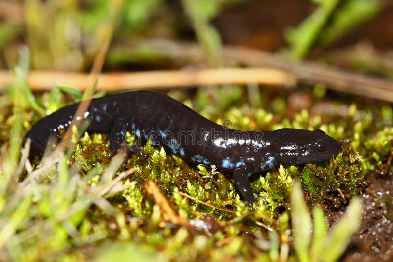 Сине-запятнанный саламандр (laterale Ambystoma) стоковая фотография rf