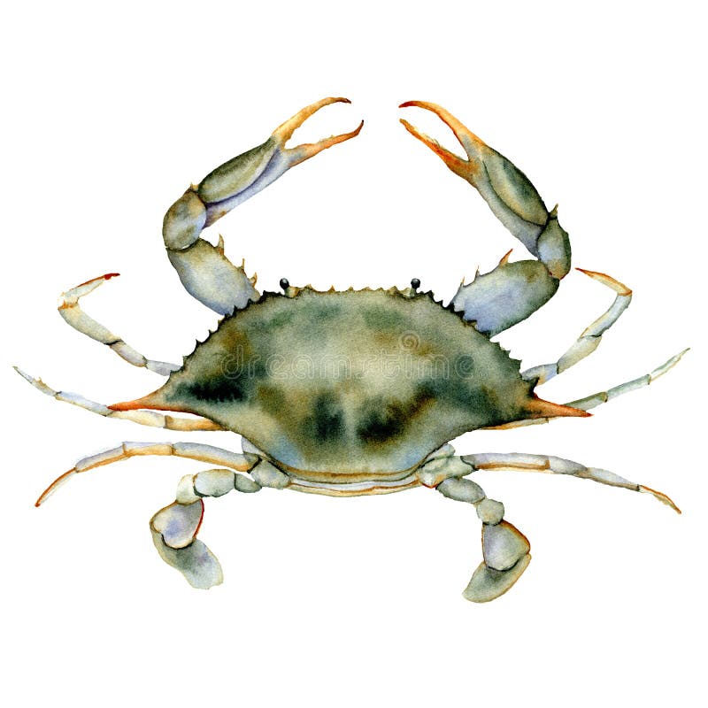 Красный рак иллюстрация штока. иллюстрации насчитывающей юмористика ...