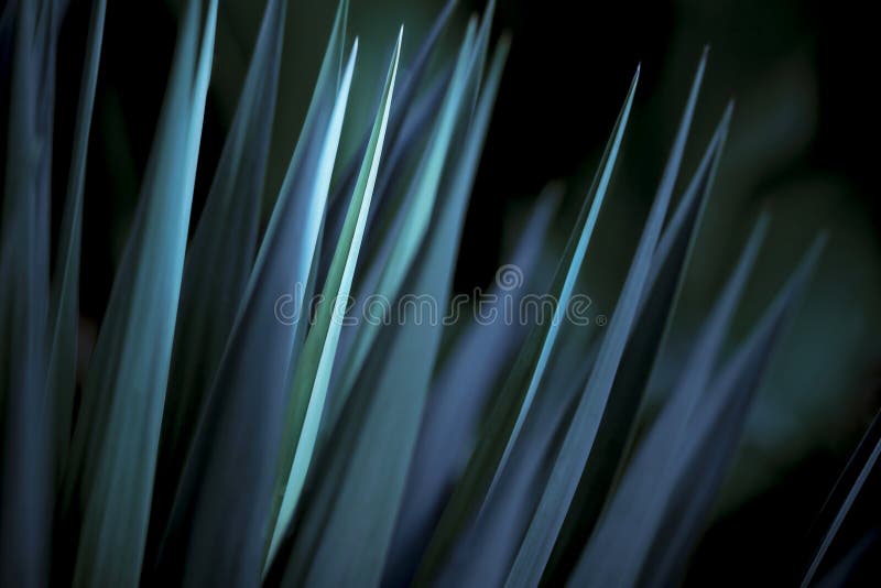 Yucca tree in moody blue light. Yucca tree in moody blue light