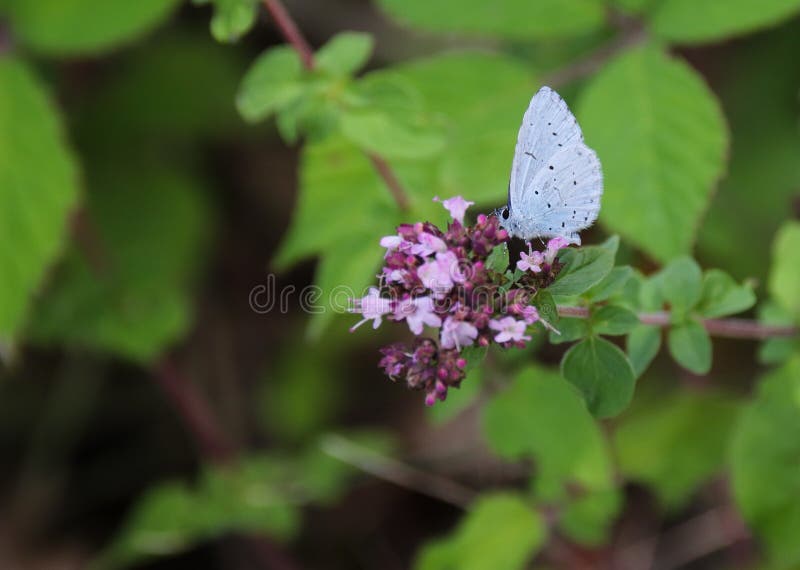 Синь падуба, argiolus Celastrina стоковое фото Синь падуба, argiolus Celastrina стоковое фото