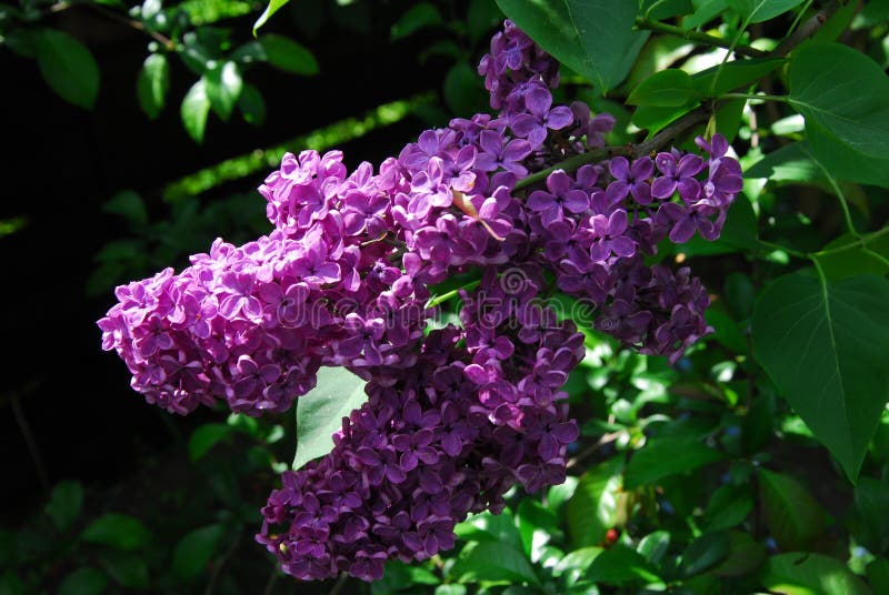 Сирень, syringa vulgaris, elderflower стоковая фотография Сирень, syringa vulgaris, elderflower стоковая фотография