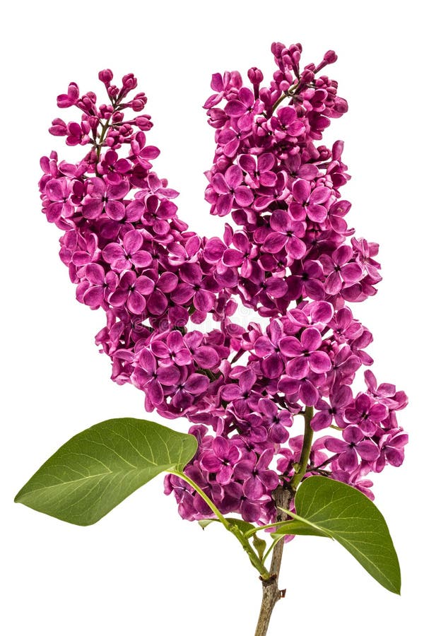 Сирень хворостины фиолетовая, Syringa vulgaris, изолированная на белом backgroun стоковое фото rf Сирень хворостины фиолетовая, Syringa vulgaris, изолированная на белом backgroun стоковое фото rf