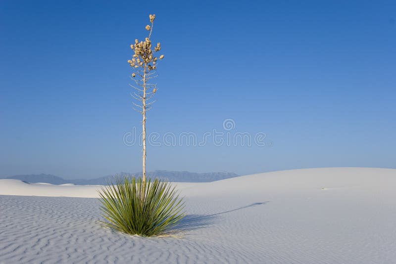 Lonely Yucca in White Sands National Monument, New Mexico, USA. Lonely Yucca in White Sands National Monument, New Mexico, USA