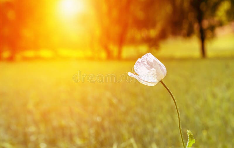Lonely opium poppy with white flowers in sunset. Lonely opium poppy with white flowers in sunset