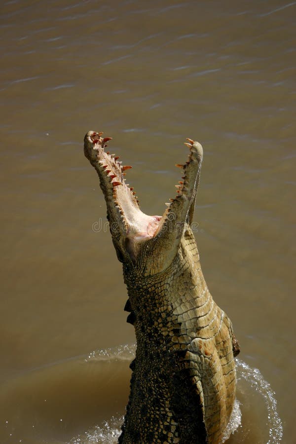 Crocodile jumping out of the water. Crocodile jumping out of the water