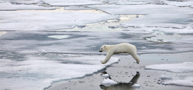 Скача полярный медведь