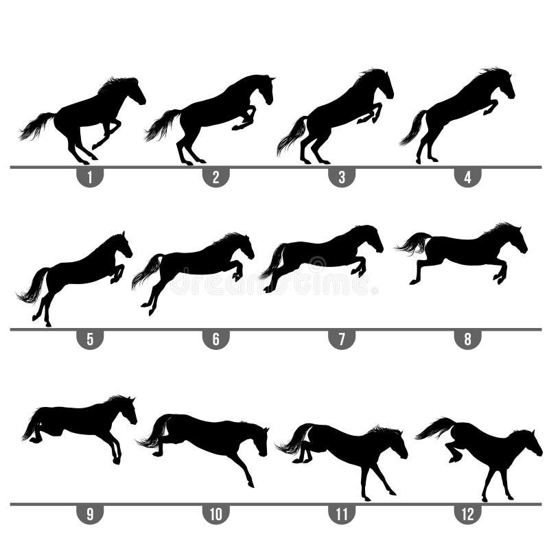 Set of 12 jumping horse phases silhouettes. Set of 12 jumping horse phases silhouettes