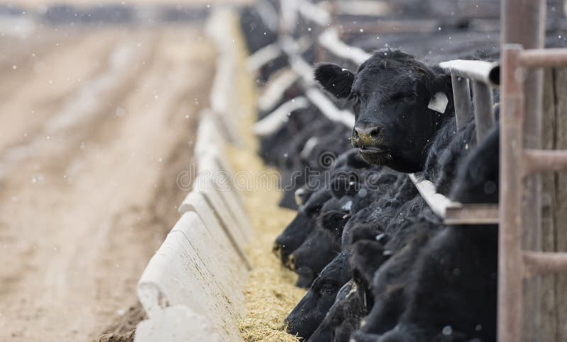 Скотины Feedlot в снеге, навозе & грязи стоковые изображения Скотины Feedlot в снеге, навозе & грязи стоковые изображения