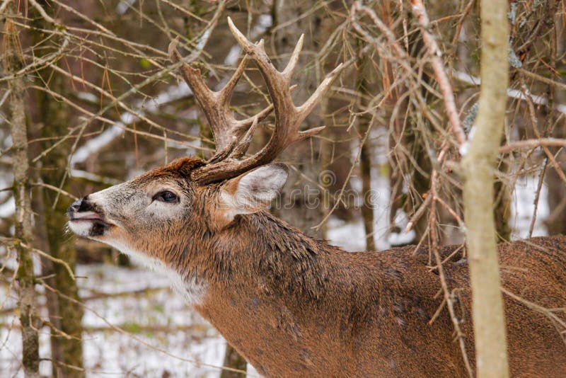Скручиваемость губы колейности падения самеца оленя оленей Whitetail стоковая фотография Скручиваемость губы колейности падения самеца оленя оленей Whitetail стоковая фотография