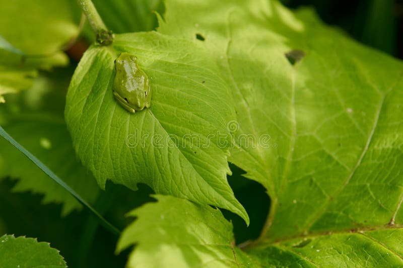 Little tiny green tree frog on vivid green background. Nature camouflage of green tree frog. Little tiny green tree frog on vivid green background. Nature camouflage of green tree frog.