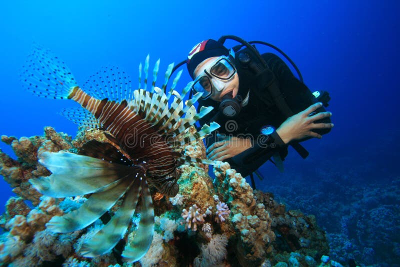 скуба lionfish водолаза стоковые фото скуба lionfish водолаза стоковые фото